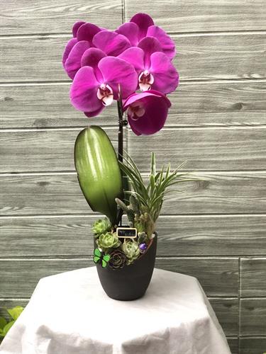 Hoa Lan Để Bàn 00069